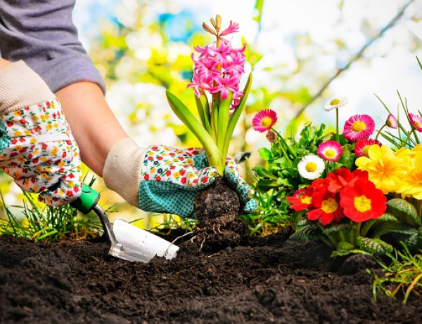 Go to Grow Plants Not Pains: The Physiotherapy Clinic’s Guide to Gardening